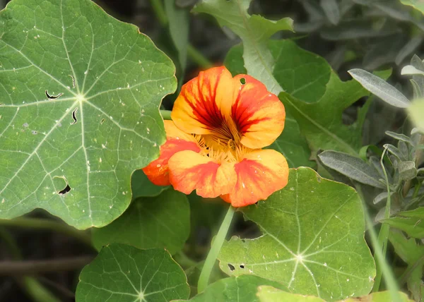 Nasturtium Flower Nasturtian Tropaeolum — 图库照片