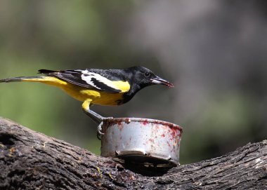 Scott 'ın Oriole' u (erkek) (icterus parisorum) jöle konservesinden yer.