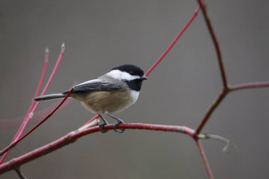 Siyah başlıklı Chickadee (poecile atricapillus)