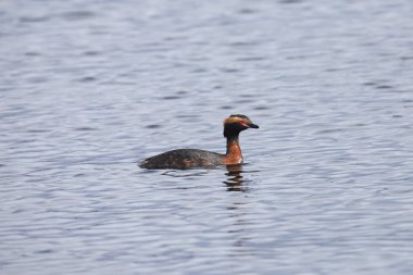 Eared Grebe (üreme) (Podiceps nigricollis)
