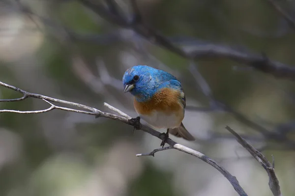 Lazuli Bunting Manlig Passerina Amoena — Stockfoto