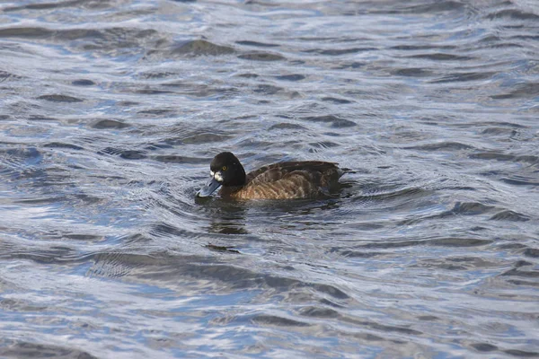 Menos Scaup Fêmea Aythya Affinis — Fotografia de Stock