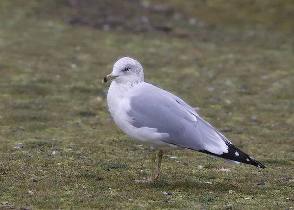 Gaviota Pico Anular Reproductora Larus Delawarensis —  Fotos de Stock