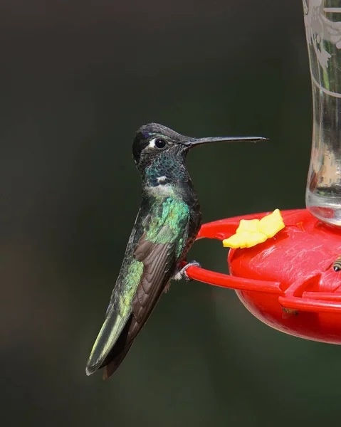 Rivoli Kolibrie Prachtige Kolibrie Mannetje Een Traditionele Kolibrie Feeder Eugenes — Stockfoto