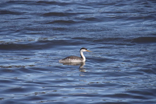 克拉克的Grebe Aechmophorus Clarkii — 图库照片