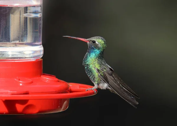 Broat Billed Hummingbird Male Cynanthus Latirostris — Stock Photo, Image