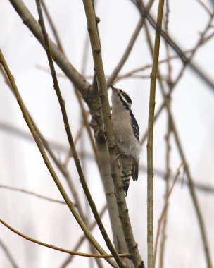 Downy Ağaçkakan (dişi) (ergenleri kurutur))