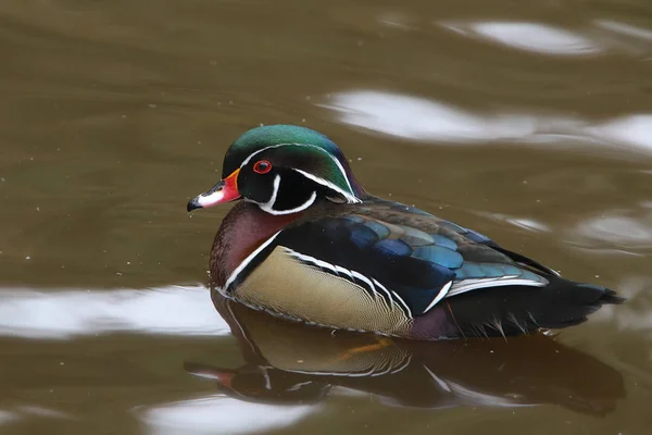 Canard Branchu Mâle Aix Sponsa — Photo