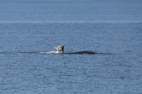 Gray Whale Met Zijn Staart Uit Eschrichtius Robustus — Stockfoto