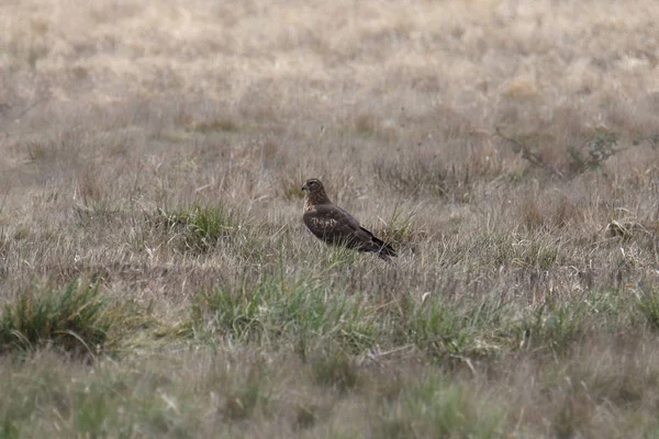 Βόρειος Harrier Cyaneus Τσίρκου — Φωτογραφία Αρχείου