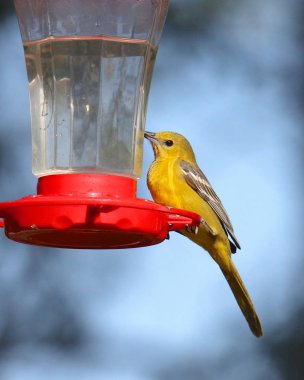 Western Tanager (kadın) bir sinekkuşu besleyicisinde (piranga ludoviciana))
