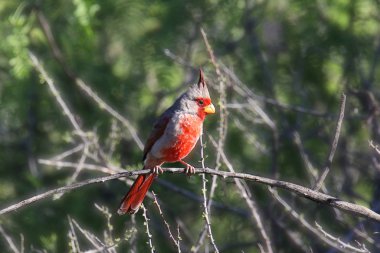 Pyrrhuloxia (erkek) (cardinalis sinuatis)