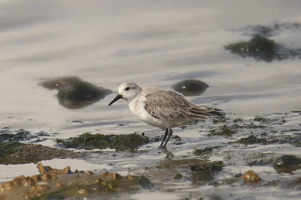 Sanderling Invierno Calidris Alba —  Fotos de Stock