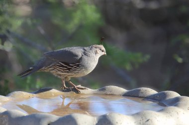Gambel 'in bıldırcını (dişi) su dolu bir kuş banyosuna tünemiştir (callipepla gambelii)