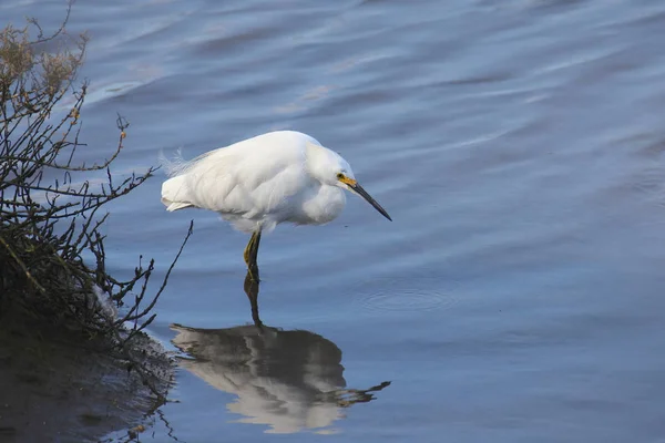 Egret Nevado Egretta Thula — Fotografia de Stock