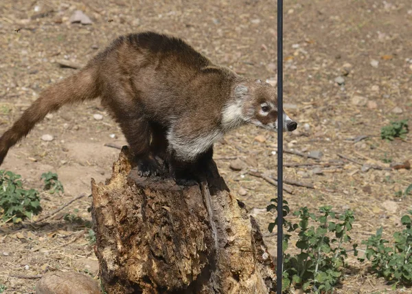 Coati Tentando Atacar Alimentador Aves Coatimundis — Fotografia de Stock