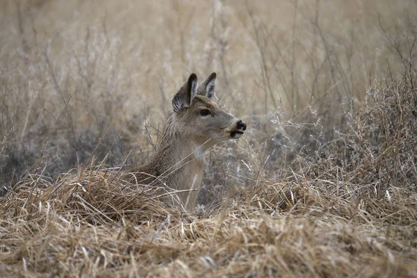 Білохвостий Олень Жіночий Сидить Траві Odocoileus Virginianus — стокове фото