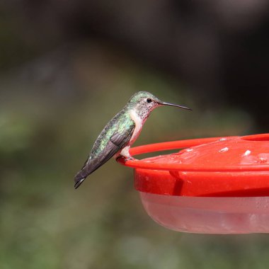 Geniş kuyruklu sinekkuşu (dişi) (selasphorus platycercus))