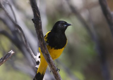 Scott's Oriole (erkek) (icterus parisorum)