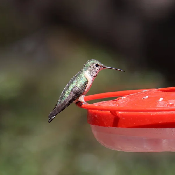 Colibrí Cola Ancha Hembra Selasphorus Platycercus —  Fotos de Stock