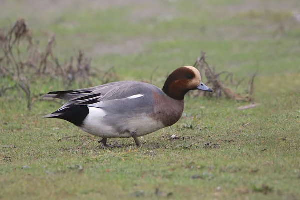 Avrasya Wigeon Erkek Ananas Penelope — Stok fotoğraf