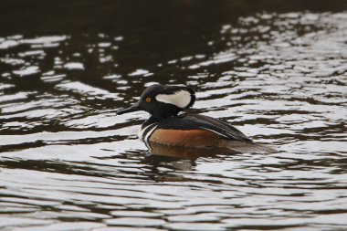 Kukuletalı Merganser (erkek) (Lophoditler guguklu)