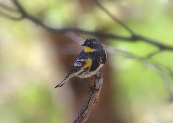 Warbler Audubon Setophaga Coronata — стокове фото