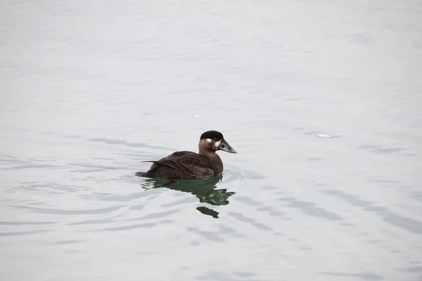 Surf Scoter Fêmea Melanitta Perspicillata — Fotografia de Stock