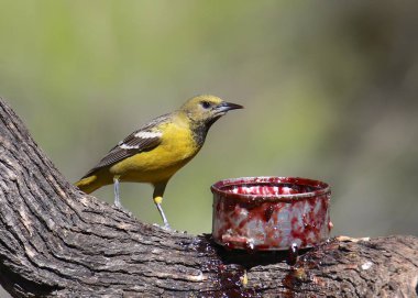 Scott 's Oriole (dişi) bir kutu jöleden (icterus parisorum) yiyor)