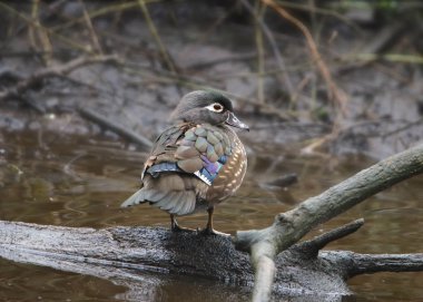 Wood Duck (kadın) (aix sponsa))