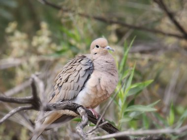 Yas güvercini (zenaida makrora)