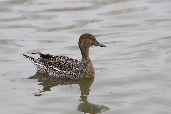 Kuzey Pintail (dişi) (ananas acutas))