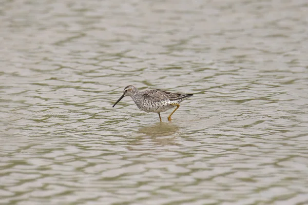 Bécasseau Incliné Calidris Himantopus — Photo