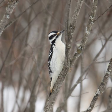 Hairy Woodpecker (female) (picoides villosus)