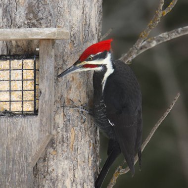 Dağılmış Ağaçkakan (erkek) (dryocopus pileatus))