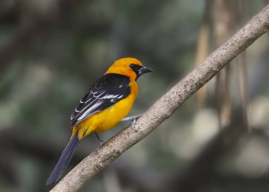 Altamira Oriole (icterus gularis)