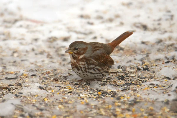 Fuchssperling Auf Futtersuche Auf Verschneitem Boden — Stockfoto