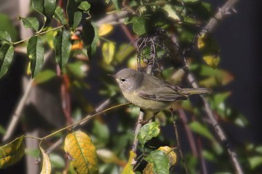 Turuncu taçlı Warbler (orethlypis celata)