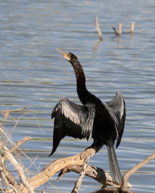 Anhinga (erkek) (yılan kuşu))