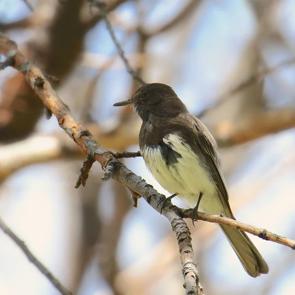 Czarna Phoebe Sayornis Nigricans — Zdjęcie stockowe