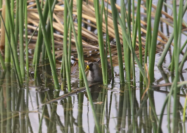 Sora Porzana Carolina Sora Crake — Φωτογραφία Αρχείου