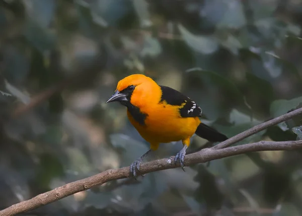 Altamira Oriole Icteruus Gularis — Φωτογραφία Αρχείου