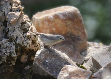 Warbling Vireo (Vireo gilvus)