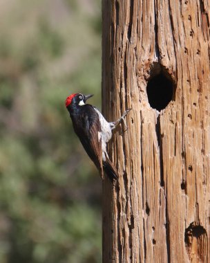 Palamut Ağaçkakan (erkek) (melanerpes formicivorus)