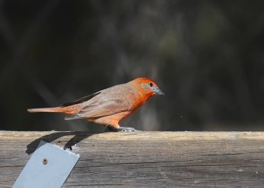 Hepatik Tanager (erkek) (piranga flava)