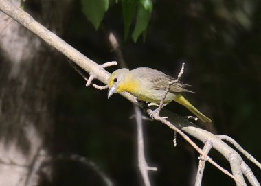 Hepatik Tanager (kadın) (piranga flava)