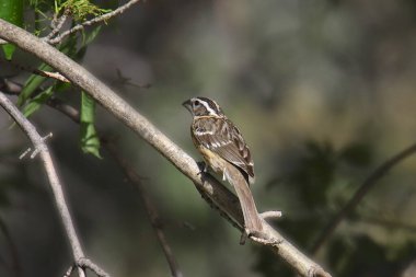 Siyah başlı Grosgaga (dişi) (feucticus melanocephalus))