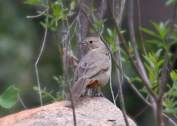 Canyon Towhee Melozone Fusca — Stockfoto