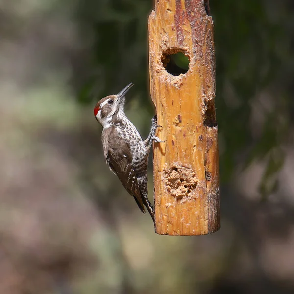 Arizona Ağaçkakanı Erkek Leuconotopicus Arizonae — Stok fotoğraf