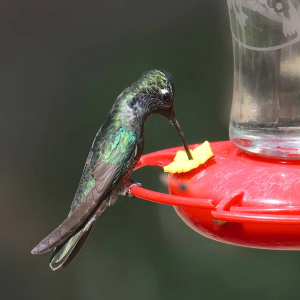 Rivoli\'s Hummingbird (Magnificent Hummingbird) (male)